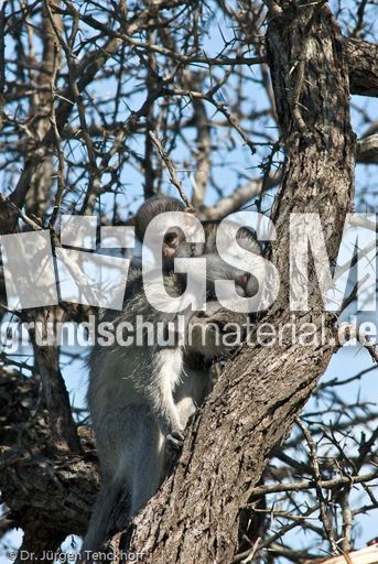 Grüne Meerkatzen (66 von 67).jpg